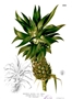 Ananas (Ananas comosus)