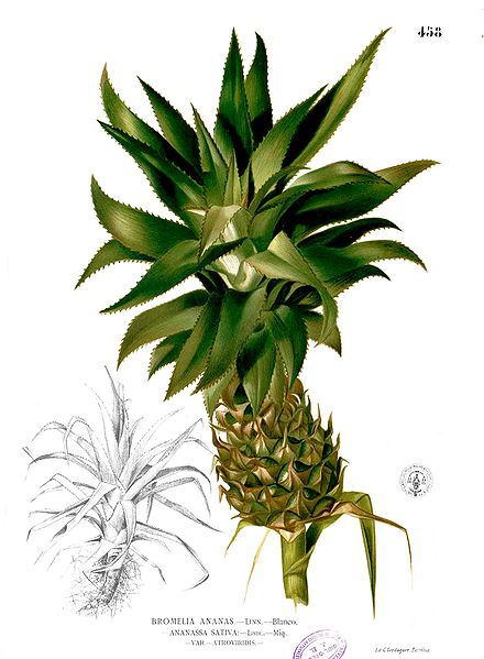 Ananas (Ananas comosus)