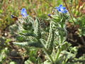 Acker-Ochsenzunge (Anchusa arvensis)