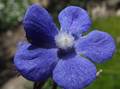 Italienische Ochsenzunge (Anchusa azurea)