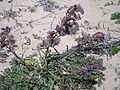 Buglossa (Anchusa calcarea)