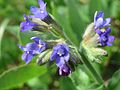 Gewöhnliche Ochsenzunge (Anchusa officinalis)