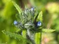 Anchusa puechii