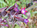 Chupamieles ondulada (Anchusa undulata)