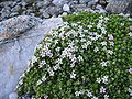 Alpen-Mannsschild (Androsace alpina)