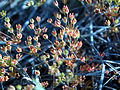 Western Rock Jasmine (Androsace occidentaliss)