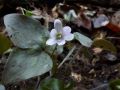 Anemone acutiloba (DC.) G.Lawson