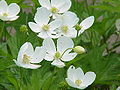 Canada Anemone (Anemone canadensis)