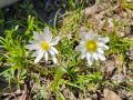 Anemone caroliniana