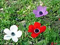 Anemone coronaria