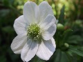 Anemone demissa var. glabrescen