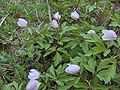 Buschwindröschen (Anemone nemorosa)