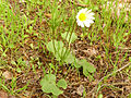 Anemone palmata