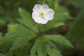 Wood Anemone (Anemone quinquefolia)