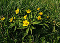 Gelbes Windröschen (Anemone ranunculoides)