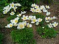 Großes Windröschen (Anemone sylvestris)