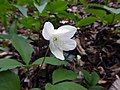 Anemone trifolia