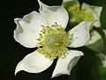 Tall Thimbleweed (Anemone virginian)