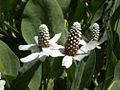 Kalifornischer Eidechsenschwanz (Anemopsis californica)