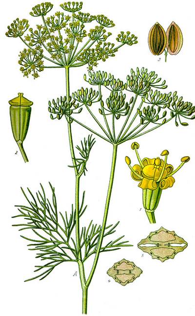 Dill (Anethum graveolens)