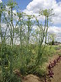 Dill (Anethum graveolens), Habitus