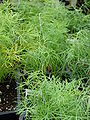 Dill (Anethum graveolens), Blätter