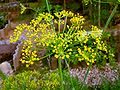 Dill (Anethum graveolens), Blüten