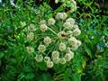 Echte Engelwurz (Angelica archangelica), Blüte