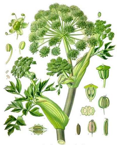 Echte Engelwurz (Angelica archangelica)