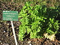 Echte Engelwurz (Angelica archangelica)