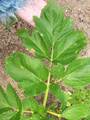 Echte Engelwurz (Angelica archangelica), Blatt