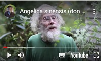 Angelica sinensis (don quai), Urheber/Quelle/Lizenz: Mountain Gardens, Video bei YouTube