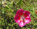 Anisodontea hypomandarum