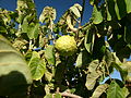 Cherimoya (Annona cherimola)