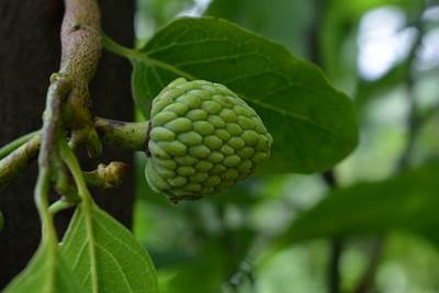 Cherimoya (Annona cherimola)