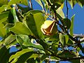 engl. Mountain soursop (Annona montana)