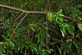 Guanábana (Annona muricata)