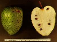 Stachelannenone (Annona muricata)