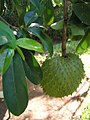 Stachelannenone (Annona muricata)