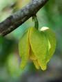 Stachelannenone (Annona muricata), Blüte