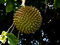 Coja (Annona purpurea)