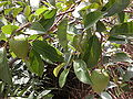 Netz-Annone (Annona reticulata)