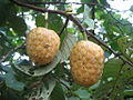 African custard-apple (Annona senegalensis)