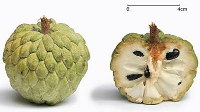 Zimtapfel (Annona squamosa)