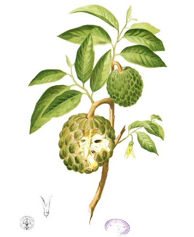 Zimtapfel (Annona squamosa)