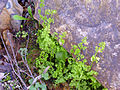 Dünnblättriger Nacktfarn (Anogramma leptophylla)