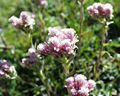 Gewöhnliches Katzenpfötchen (Antennaria dioica)