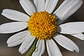 Acker-Hundskamille (Anthemis arvensis)