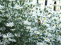 Stinkende Hundskamille (Anthemis cotula)