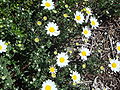 Strand-Hundskamille (Anthemis maritima)